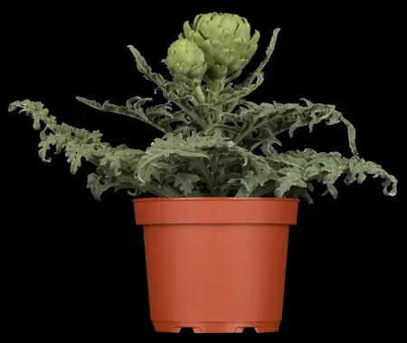 Cynara scolymus - P13 - image 1
