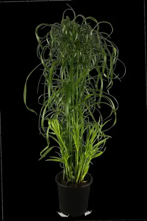 Cyperus alternifolius - P9 - image 1