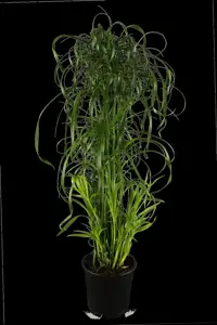 Cyperus alternifolius