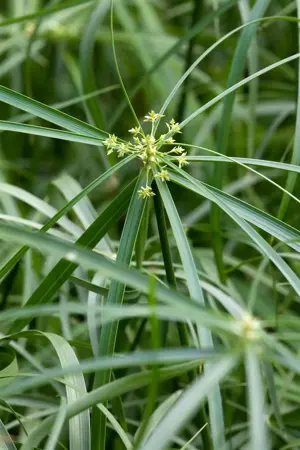 Cyperus alternifolius - P9 - image 3