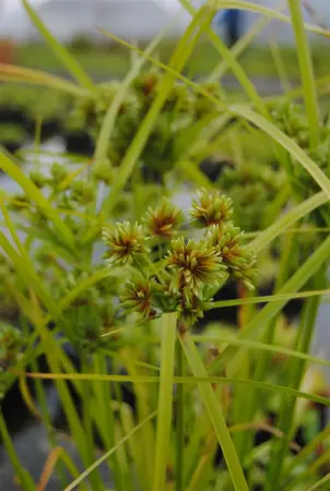 Cyperus alternifolius - P9 - image 5