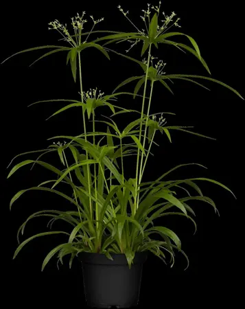 Cyperus alternifolius - P9 - image 2