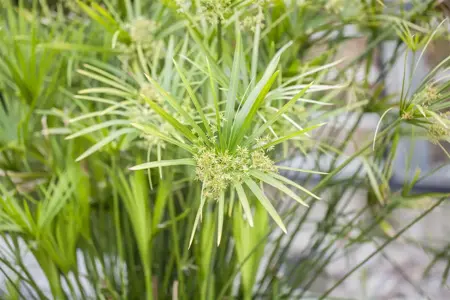 Cyperus alternifolius - P9 - image 4