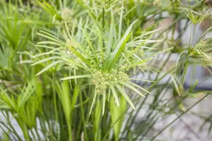 Cyperus alternifolius - P9 - image 4