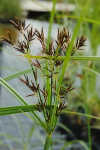 Cyperus longus