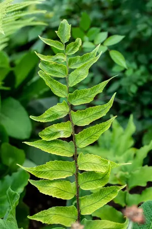 Cyrtomium falcatum - 2 Ltr pot - image 2