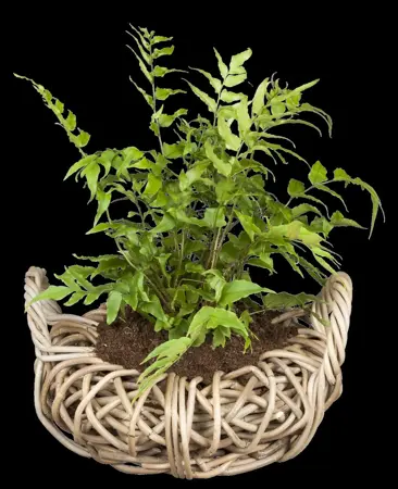 Cyrtomium falcatum - 2 Ltr pot - image 1