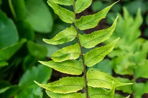 Cyrtomium falcatum - 2 Ltr pot - image 3