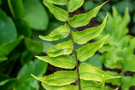 Cyrtomium falcatum - P9 - image 3