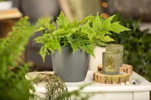 Cyrtomium fortunei - 2 Ltr pot - image 3