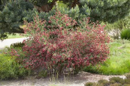Cytisus 'Boskoop Ruby' - 60-80 CM C10