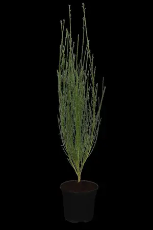 Cytisus 'Burkwoodii' - 2 Ltr pot - image 1