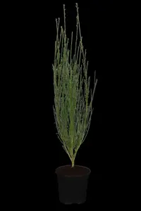 Cytisus 'Burkwoodii'