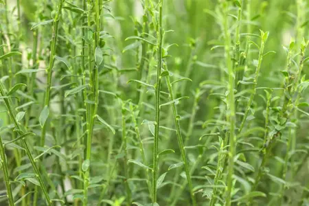 Cytisus 'Burkwoodii' - 2 Ltr pot - image 3