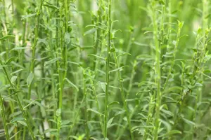 Cytisus 'Burkwoodii' - 2 Ltr pot - image 3
