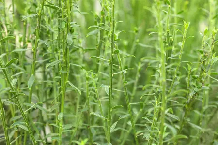 Cytisus 'Burkwoodii' - 40-50 CM C3 - image 2