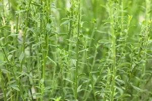 Cytisus 'Burkwoodii' - 40-50 CM C3 - image 2