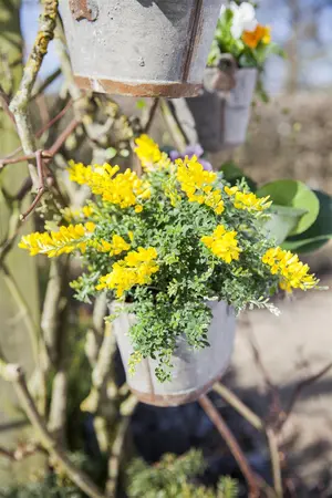 Cytisus decumbens - 2 Ltr pot - image 3