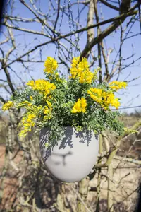 Cytisus decumbens - 2 Ltr pot - image 4