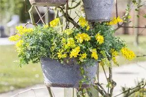 Cytisus decumbens - 2 Ltr pot - image 2