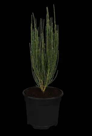 Cytisus 'Dukaat' - 1.5 Ltr pot - image 1
