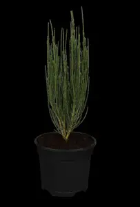 Cytisus 'Dukaat' - 1.5 Ltr pot - image 2