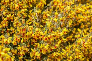 Cytisus 'Firefly' - P11