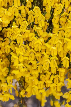 Cytisus 'Golden Tears' - 60 CM STEM C4