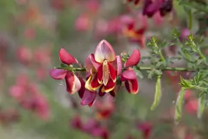 Cytisus 'Goldfinch' - P9