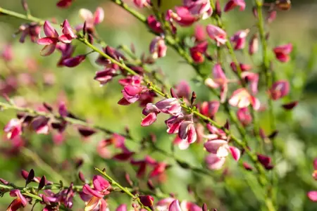 Cytisus 'Hollandia' - 1.5 Ltr pot - image 3