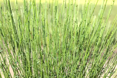Cytisus 'Hollandia' - P9 - image 1
