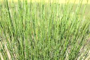Cytisus 'Hollandia'