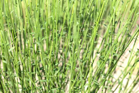 Cytisus 'Hollandia' - P9 - image 2