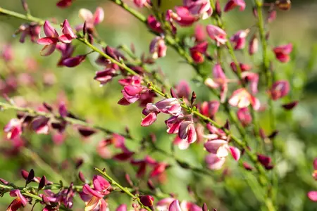 Cytisus 'Hollandia' - P9 - image 3