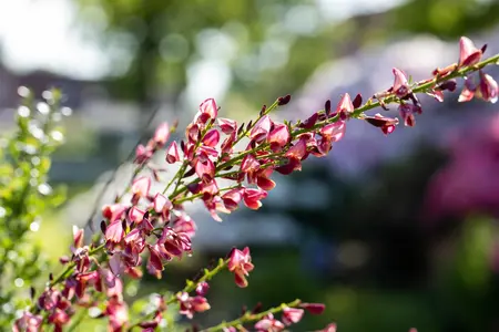 Cytisus 'Hollandia' - P9 - image 4