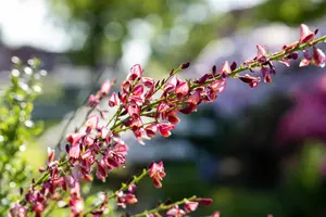 Cytisus 'Hollandia' - P9 - image 4