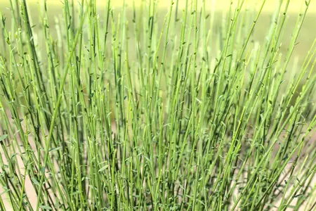 Cytisus 'Hollandia' - 30-40 CM C2 - image 1