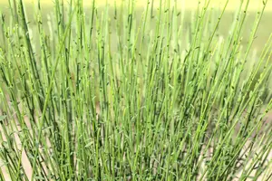 Cytisus 'Hollandia'