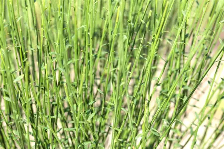 Cytisus 'Hollandia' - 30-40 CM C2 - image 2