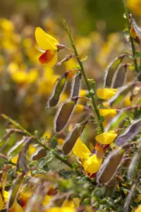 Cytisus 'Jessica' - 2 Ltr pot - image 4