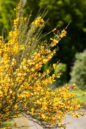 Cytisus 'Jessica' - P9 - image 4