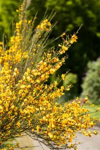 Cytisus 'Jessica' - P9 - image 4