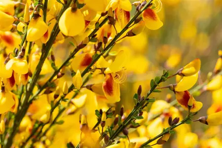 Cytisus 'Jessica' - P9 - image 2