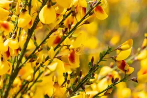 Cytisus 'Jessica' - P9 - image 2