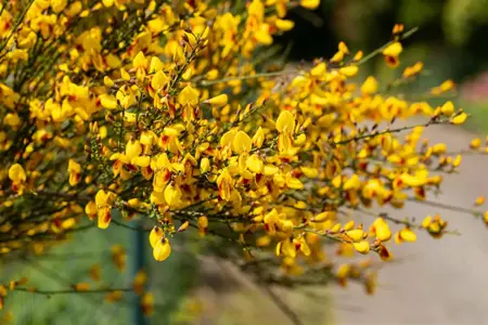 Cytisus 'Jessica' - P9 - image 3