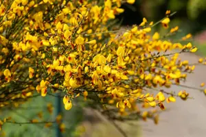 Cytisus 'Jessica' - P9 - image 3