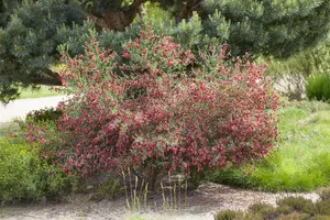 Cytisus 'Killiney Red'