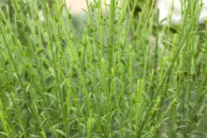 Cytisus 'Lena' - 40-50 CM C4 - image 2