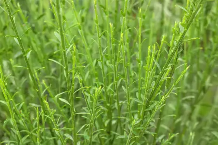 Cytisus 'Lena' - 40-50 CM C4 - image 2
