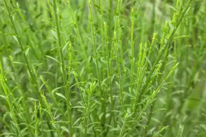 Cytisus 'Lena' - 40-50 CM C4 - image 2